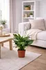 Spathiphyllum Sweet Benito 60–70 cm – lilia pokojowa Podgląd zdjęcia produktu 3