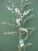 Eucalyptus gunnii Azura - Eukalyptus Azura - 40 - 60 cm Produktbild-Vorschau 2