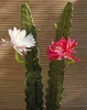 artplants.de Kunst Kaktus Königin der Nacht Domenica, Produktbild-Vorschau 1