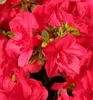 Japanische Azalee ´MOEDERKENSDAG´ 20-30 cm, Cont. 2,5 l Produktbild-Vorschau 3