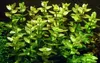 Aquarium Pflanze Bacopa caroliniana AquaOne Nr.343 Produktbild-Vorschau 1
