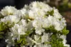 Rhododendron obtusum 'Kermesina Alba', weiß, 20–25 cm Produktbild-Vorschau 5