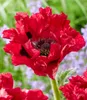 BALDUR Garten 1x Papaver 'Red Rumble', Rhizom in Größe I, Produktbild-Vorschau 1