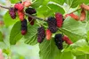 Sada 4 morušovníkov - Morus alba x rubra 'Milanowek' - Náhľad obrázku produktu 3