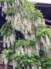 Glicynia (Wisteria) chińska Alba 2L Podgląd zdjęcia produktu 5