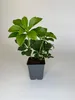 150 Stück, Topf 9cm, Bodendecker Pachysandra terminalis Produktbild-Vorschau 2