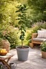 Citrus limon Lunario 120 cm – Albero di limone vero C17 – Anteprima dell’immagine prodotto 1