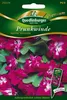Prunkwinde, Sunrise Serenade Produktbild-Vorschau 3