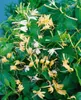 Lonicera japonica 'Halliana', Japanische Geißschlinge, Produktbild-Vorschau 5