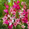 Bulbes de gladiole - 50 bulbes de fleurs - Mélange "Nanus" Voir les images du produit 1