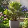 A potted palm tree in a garden setting with other plants and flowers. Podgląd zdjęcia produktu