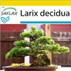 SAFLAX Kultivační sada - modřín evropský - Larix decidua - Náhled obrázku produktu 5