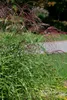 Miscanthus sinensis 'Little Zebra', Ziergras, gestreift, Produktbild-Vorschau 4