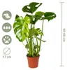 Monstera Deliciosa, pianta da interno, altezza 50-70 cm, Anteprima dell’immagine prodotto 7