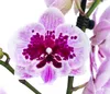 Dehner Schmetterlingsorchidee Aladdin, Phalaenopsis Produktbild-Vorschau 2