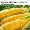 Zuckermais Golden Bantam Samen - Zea mays - Zuckermaissamen Produktbild-Vorschau 2