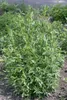 Artemisia dracunculus, Estragon, aromatisch, ca. 9x9 cm Produktbild-Vorschau 6