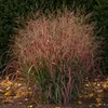 Stauden Gänge 5 x Panicum virgatum 'Squaw' im 1 Liter Topf Produktbild-Vorschau 2