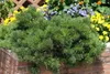 Pinus sylvestris, Waldkiefer, 40–60 cm Produktbild-Vorschau 12
