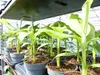 Bananenstaude 4 Stück Musa Basjoo 60 - 80 cm winterhart Produktbild-Vorschau 2