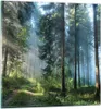 Bilder auf glas - Einteilig - Wald Dämmerung die Sonne - Produktbild-Vorschau 1