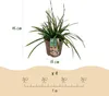 GreenboutiQ - Ziergräser - Carex morrowii Irish Green - Produktbild-Vorschau 3