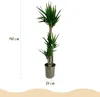 Green boutiQ - Zimmerpflanze - Yucca elephantipes - Yucca - Produktbild-Vorschau 3
