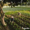Hnojivo na bázi síranu amonného (20 kg – pro 400 m²) - Náhled obrázku produktu 12