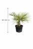 Geleepalme Butia capitata winterhart 80–100 cm Kübelpflanze Produktbild-Vorschau 5