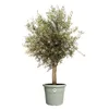 elho® Algarve Pflanzkübel Cilindro Thymiangrün Ø 48 cm mit Produktbild-Vorschau 3