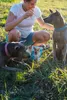 A woman is crouching in the grass, feeding treats to two dogs. A bag of dog treats is on the ground between them. Produktbild-Vorschau