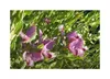 10x Polygala myrtifolia Myrten Kreuzblume Garten Pflanzen - Produktbild-Vorschau 6