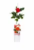 Kletterrose Crazy in Love Rot 50–70 cm – duftende rote Produktbild-Vorschau 4