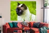 MuchoWow® Poster Siamesische Katze im Gras 160x120 cm - Produktbild-Vorschau 2