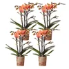 Kolibri Orchids KOMBINOVANÁ NABÍDKA: 4 oranžové orchideje Náhled obrázku produktu 1