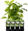 Magnolia Alba Superba 2L Podgląd zdjęcia produktu 8