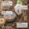 Artikelbild 3 von 'Winter-Pflanzknoblauch (Steckknoblauch) (3 Stück)' Produktbild-Vorschau