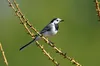 Nistkasten P Typ Amsel MKW - Stabiler nisthaus für Produktbild-Vorschau 7