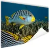 MuchoWow® Poster Fisch - Boden - Meer 180x120 cm - Produktbild-Vorschau 1
