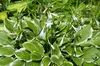 Stauden Gänge 1 x Hosta plantaginea 'So Sweet' im 1 Liter Produktbild-Vorschau 3