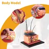4D anatomisch model van huid en haar voor medisch onderwijs Productafbeelding-voorbeeld 2