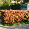 Green boutiQ - Plantes de haie - Photinia fraseri Red Robin Voir les images du produit 5