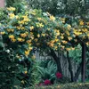 Bloomique - 2er-Set - Lonicera Tellmanniana - Produktbild-Vorschau 5