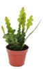 Epiphyllum anguliger – Krokodilschwanz-Kaktus, 9 cm Produktbild-Vorschau 1