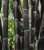 BALDUR Garten 1x Schwarzer Bambus 'Black Pearl', Pflanze im Produktbild-Vorschau 2