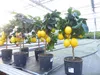 beste Sorte: Bonsai Meyer Meyerii Zitrone echter Produktbild-Vorschau 2