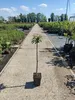 Prunus serrulata 'Kanzan', Japanse sierkers, hoogte 100 cm, Productafbeelding-voorbeeld 5