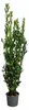 Gewürzlorbeer (Laurus nobilis) 160–200 cm – Echter Produktbild-Vorschau 4