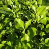 2 x arbre à feuilles caduques - Griselinia littoralis | Voir les images du produit 2