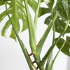 Bloomique - Lot de 2 - Monstera Deliciosa Thai Voir les images du produit 6